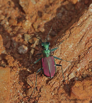 Cicindela splendida